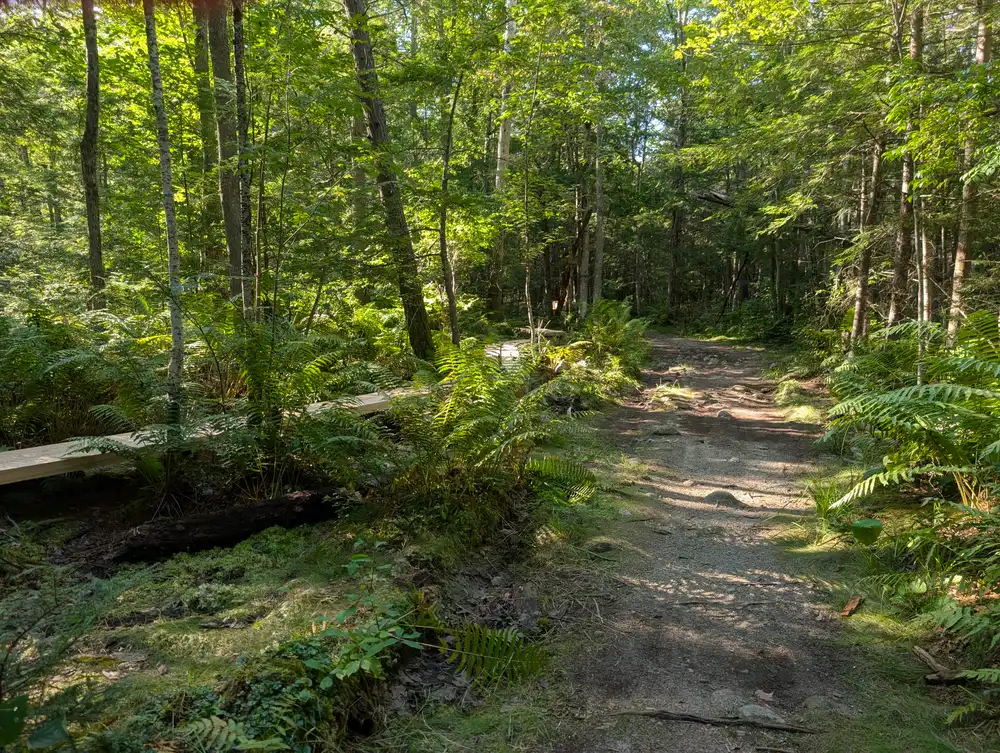 A gravel trail beside new wooden boardwalk planks in a fern-filled forest