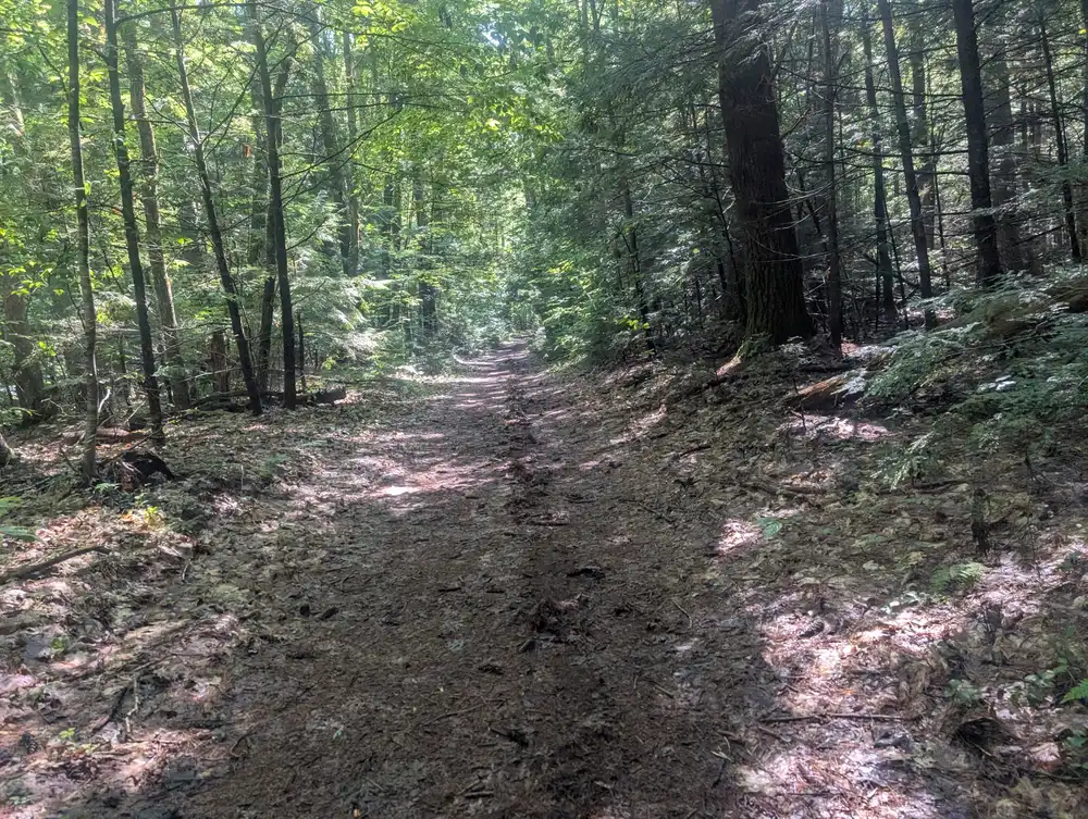 A wide, leaf-covered forest trail running between hemlocks and hardwoods